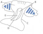 Picture for patent available